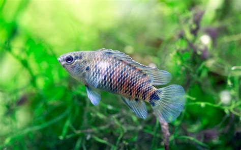 Badis badis, Badis : aquarium .